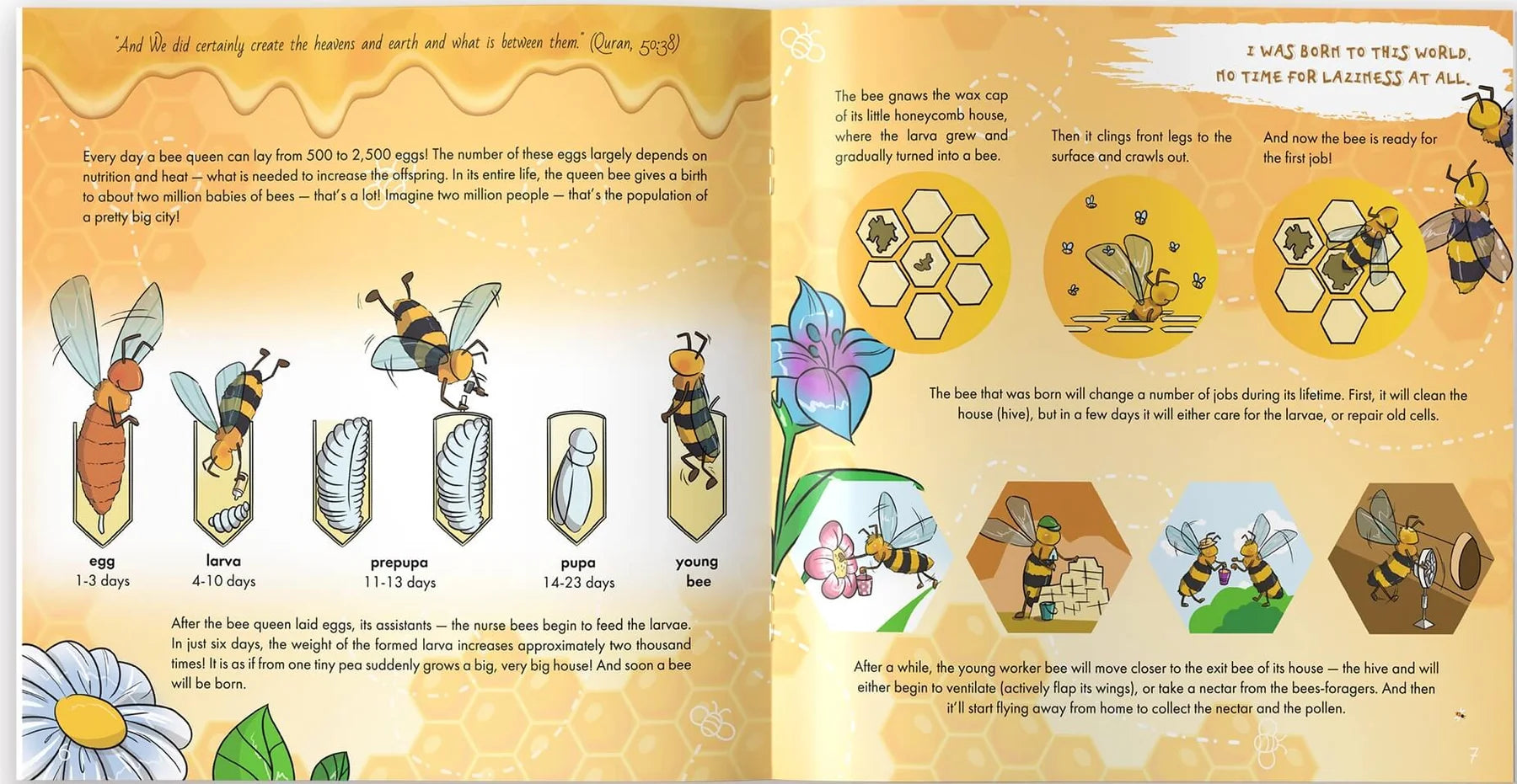 Illustrated bee life cycle and worker bee jobs in an Islamic science book for children