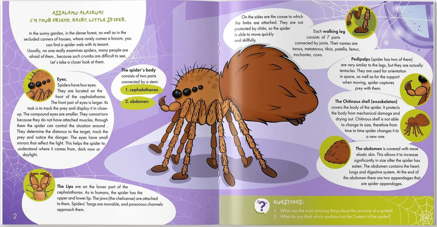 Illustrated spider anatomy showing eyes legs exoskeleton and body parts for children